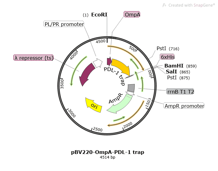 pBV220-OmpA-PDL-1 trap